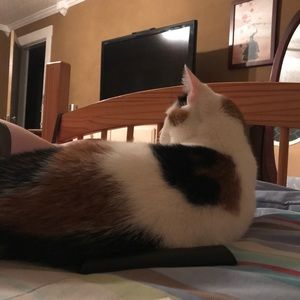 Meet your Posher, Elysa